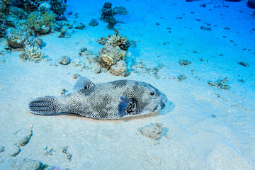 Puffer fish at the Red Sea, Egypt