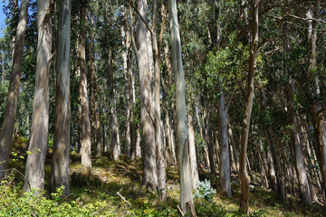 Eucalyptus tree trunks with vegetation surrounding