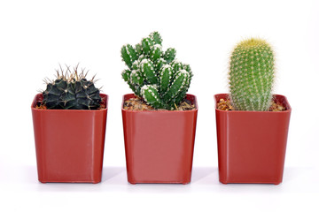 Group of Cactus in pot isolated on white background. Potted ornamental plants for absorb electromagnetic radiation from computer in office. Careless and simple care ornamental potted plants.