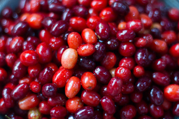 Dogwood is a sweet and sour red fruit. medicinal plant. ripe berries background vitamin. Dogwood with space for text. The concept of health. background for poster and postcard.