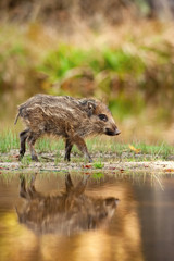 The Wild Boar piglet, sus scrofa is standing in the shoreline of a pond in the golden light of sunset. The Piglet is mirroring in the golden surface of the pond.