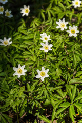 spring flowers bloomed in the green foliage