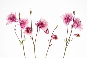  aquilegia flower on the white background © Maksim Shebeko