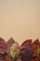 brown leaves with autumn colors on the orange background