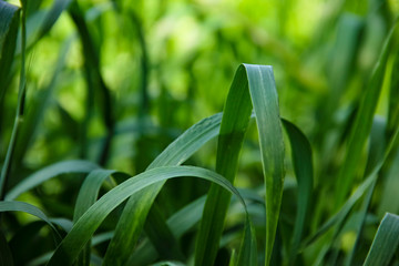 Sorghum millet field grown as fodder for livestock.