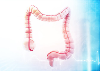 Large intestine anatomy model on medical background. 3d illustration