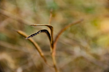 Dry leaf on tree branch 
