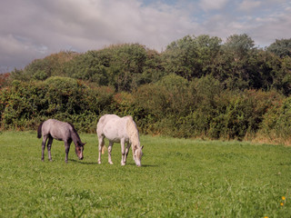 Naklejka na ściany i meble Two horses in a green field grazing grass.