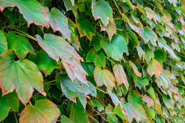 View of house facade covered by overgrown creeper plant.