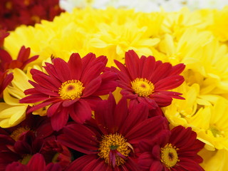 Chrysanthèmes jaunes rouges, Chrysanthemum