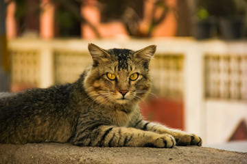 Male cat sitting on wall compound 