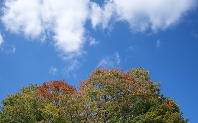 Tree blue sky, tree top against blue sky on a sunny day.