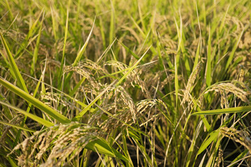 rice field. yellow rice seed ripe and green leaves and cloudy on nature background.