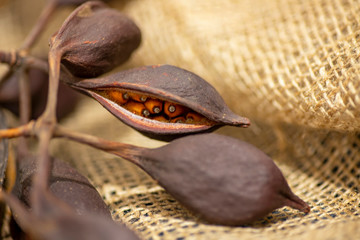 Bottle tree Brachychiton populneus brown seeds close up on a blurred background