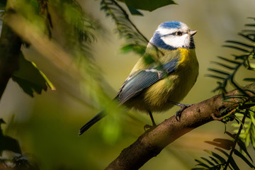 Fototapeta premium blue tit on a branch