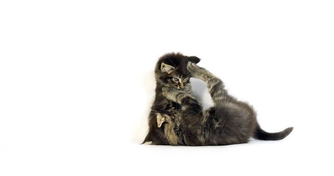 Brown Blotched Tabby Maine Coon Domestic Cat, Kittens playing against White Background, Normandy in France, Slow motion 4K
