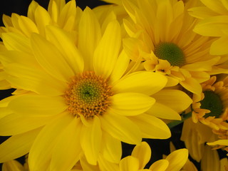 Chrysanthèmes jaunes, Chrysanthemum