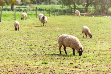 Australian grazing sheep on a farm
