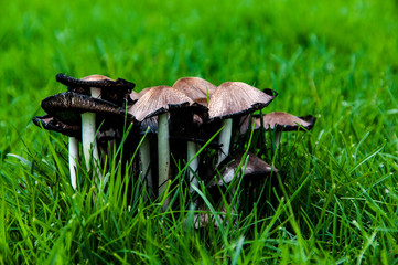 Setas venenosas sobre fondo verde.