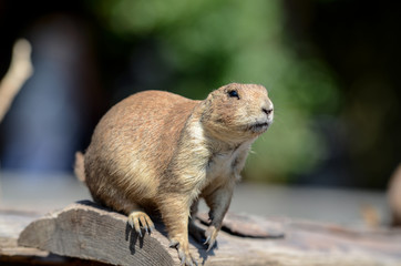 beaver gnawing sticks on stones at the zoo