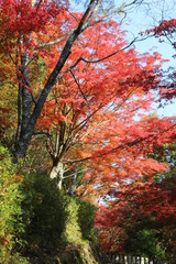 吉野山の紅葉