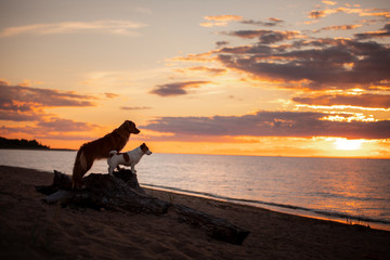 Two dogs stand on a log against the backdrop of sunset at sea. Nova Scotia Duck Tolling Retriever and a Jack Russell Terrier