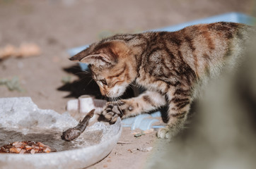 little naughty striped gray-brown kitten eating a freshly caught fish from an old plate on a sunny...