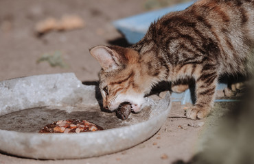 little naughty striped gray-brown kitten eating a freshly caught fish from an old plate on a sunny...