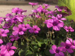 Fototapeta premium カタバミの花