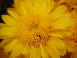 Chrysanthèmes jaunes, Chrysanthemum