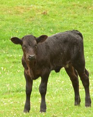 Calf