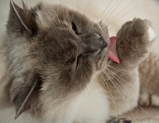 Ragdoll cat cleaning paws