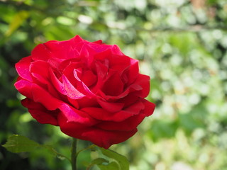 Rose de couleur rose foncé, gros plan