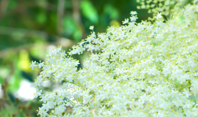Beautiful garden flowers