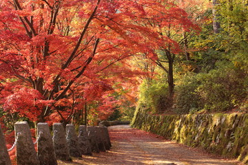 吉野山の紅葉