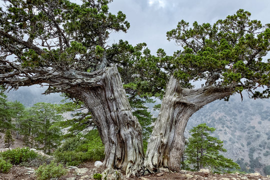 Bergkiefer im Troodos Gebirge auf Zypern