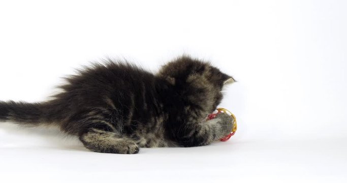 Brown Blotched Tabby Maine Coon Domestic Cat, Kitten playing against White Background, Normandy in France, Slow motion 4K