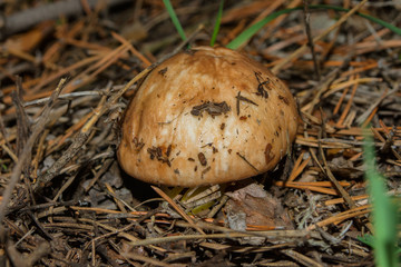 Mushroom Suillus luteus or Slippery jack. Mushroom suillus luteus in dry pine needles closeup. Soft selective focus.