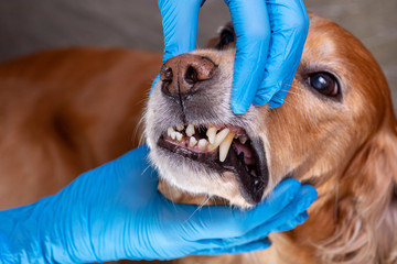 spaniel dog has lost a tooth
