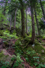 Vista del bosque de la selva negra en Alemania