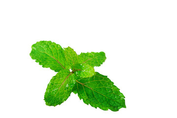 Fresh mint leaves and water droplets isolated on a white background