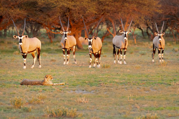 Oryx v Cheetah1