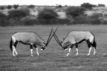 Oryx Jousting