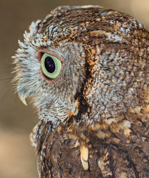 Close-up of Screech Owl Looking Left, St Petersburg, Florida