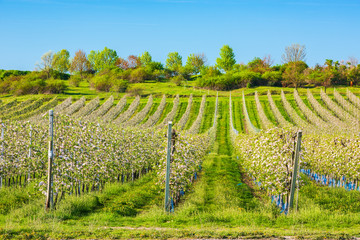 Agricultural Landscape with Plantation of Apple Trees in Bloom under Bright Blue Sky