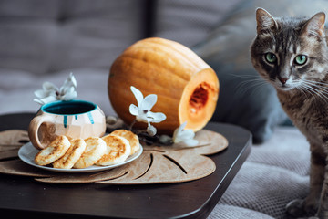 A gray tabby cat sits next to a table on which there is breakfast with hot tea and fragrant cheesecakes on a plate against a background of orange pumpkin