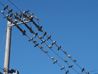 青空と電線と鳩