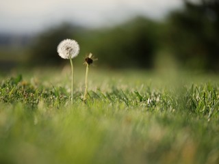 dandelion in a grass field at sunset