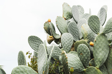 green prickly pear cactus with spikes in italy - obrazy, fototapety, plakaty