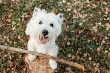 Portrait of One West Highland White Terrier in the Park